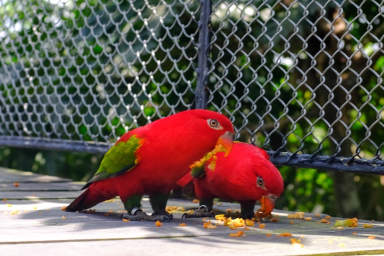 A Season in Bali