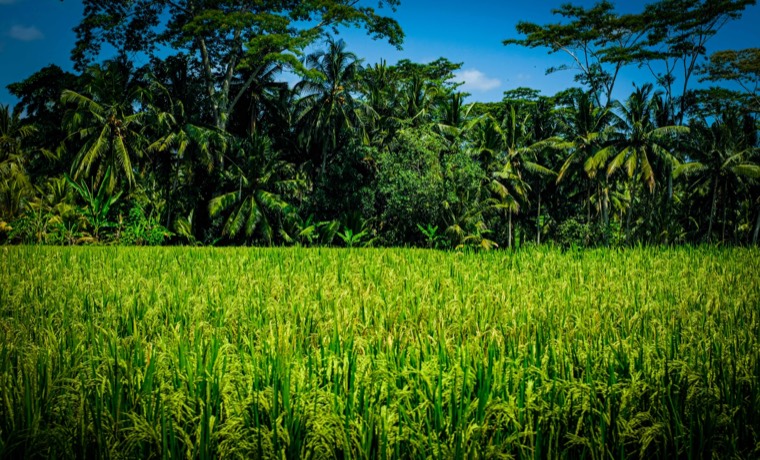 A Season in Bali