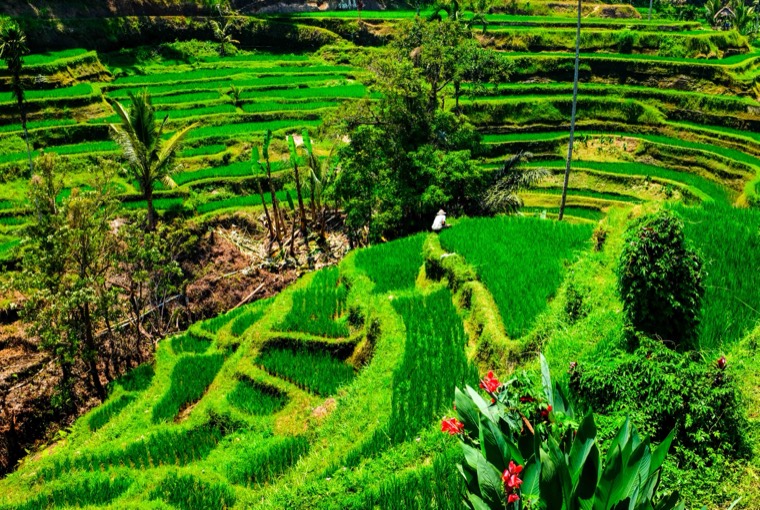 A Season in Bali