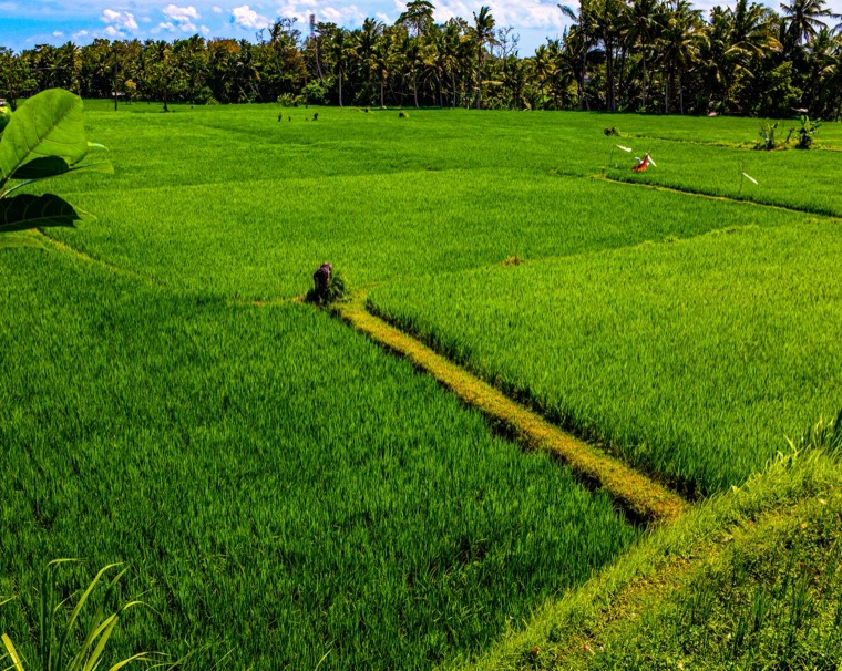 A Season in Bali