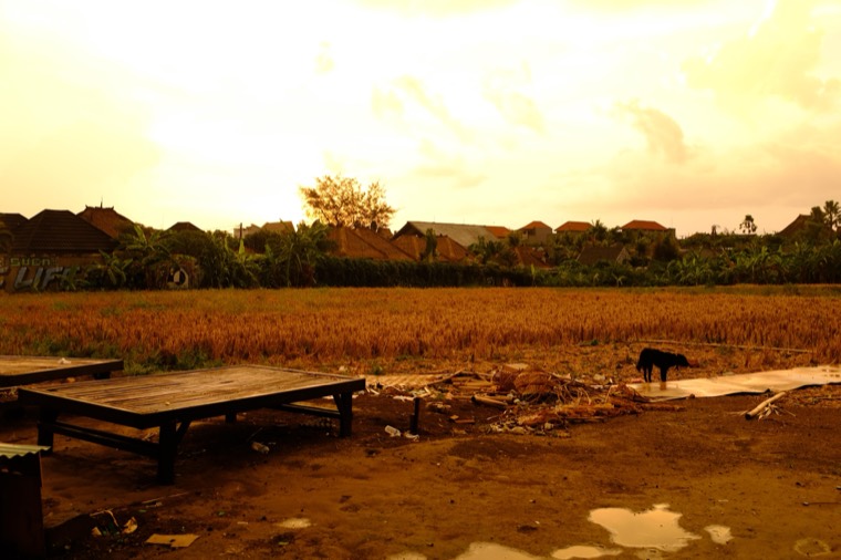 A Season in Bali