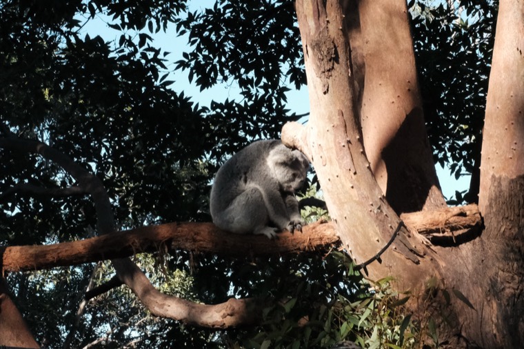 Australia 2019