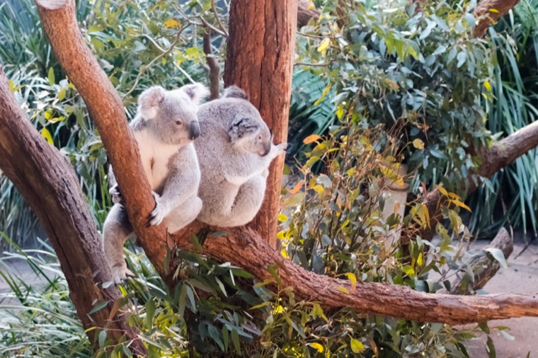 Australia 2019