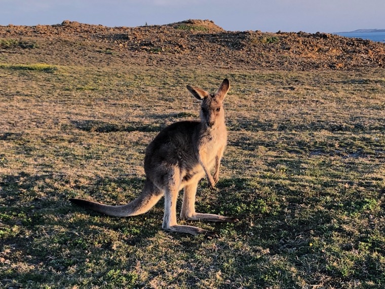 Australia 2019