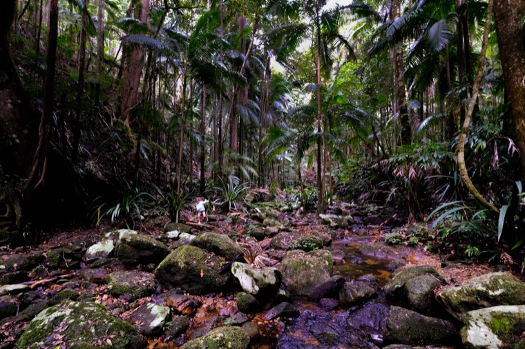 Byron Bay Rainforest