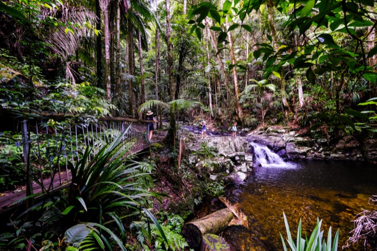 Byron Bay Rainforest
