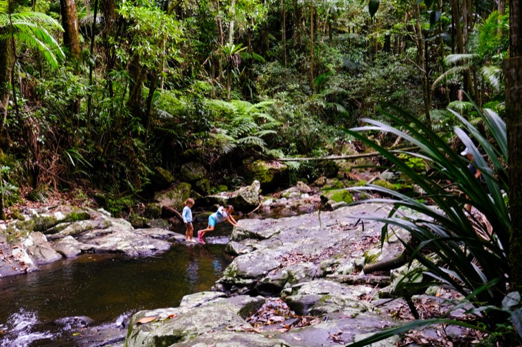 Byron Bay Rainforest