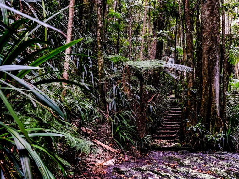 Byron Bay Rainforest