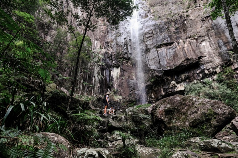Byron Bay Rainforest