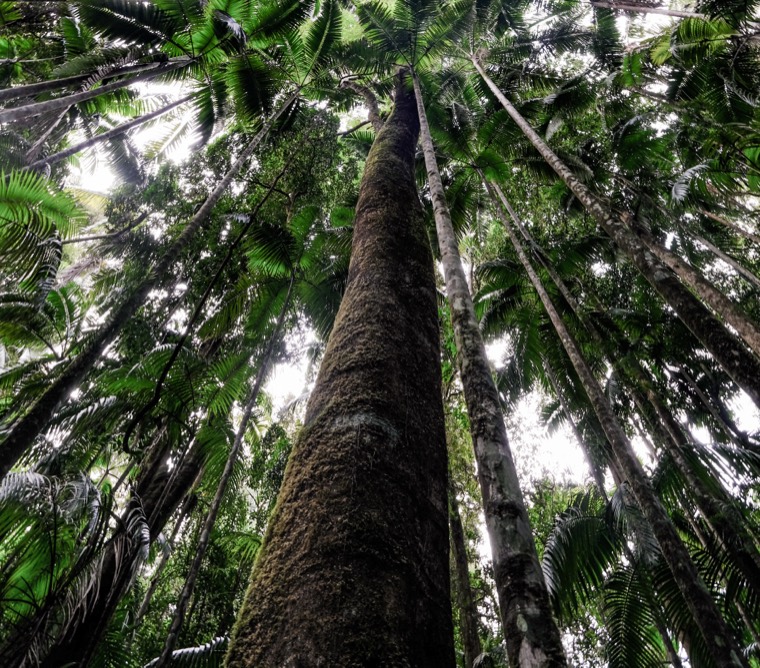 Byron Bay Rainforest