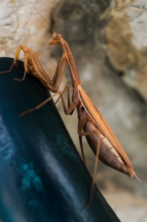 insect on dark pipe