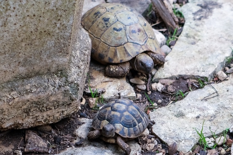small tortoise among rocks