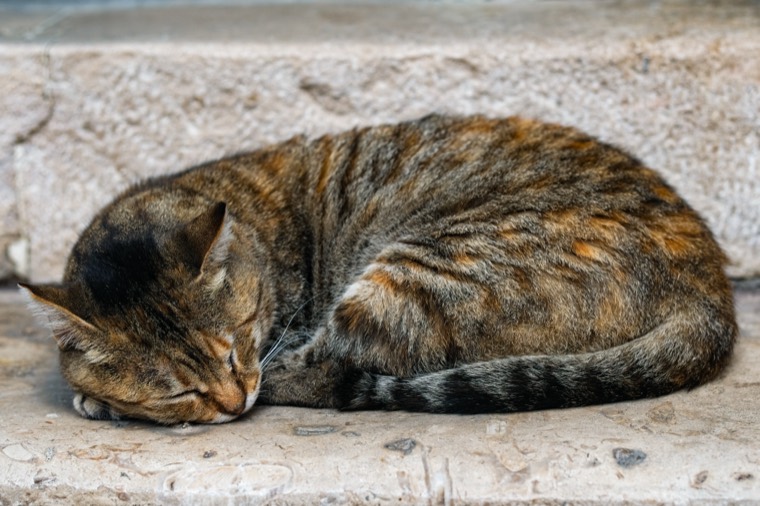 tabby cat sleeping curled