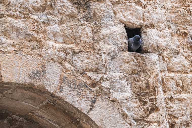 pigeon in stone wall