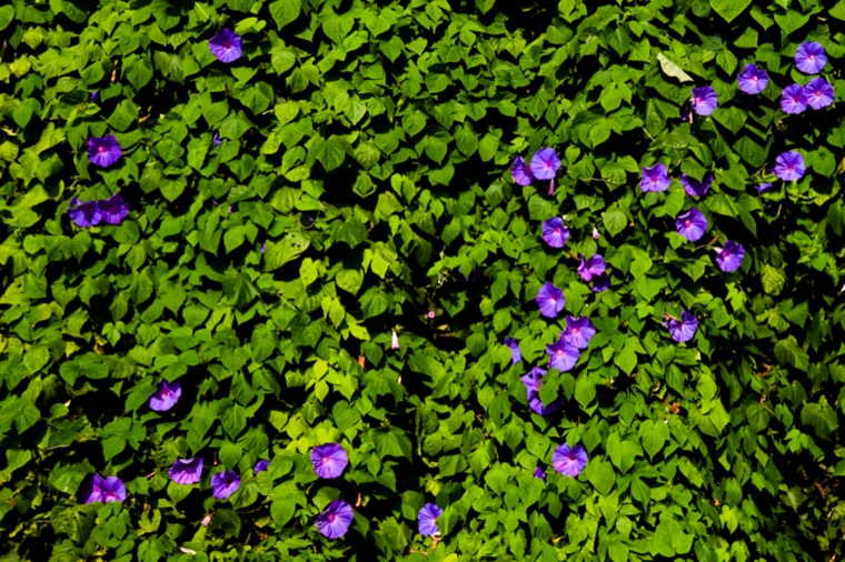 purple morning glories on vines
