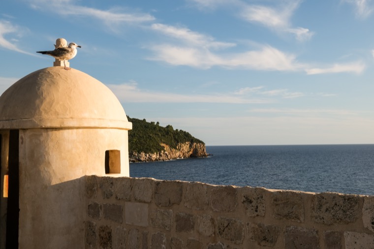 seagull on Dubrovnik watchtower