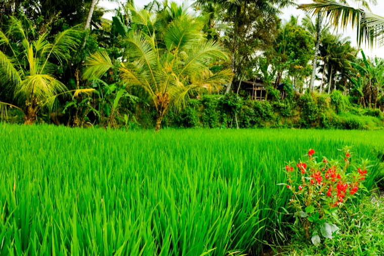 Flirting with Bali