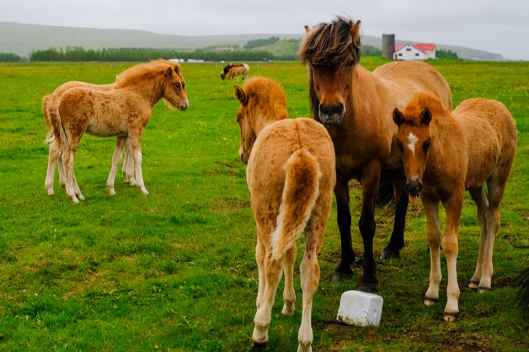 Iceland