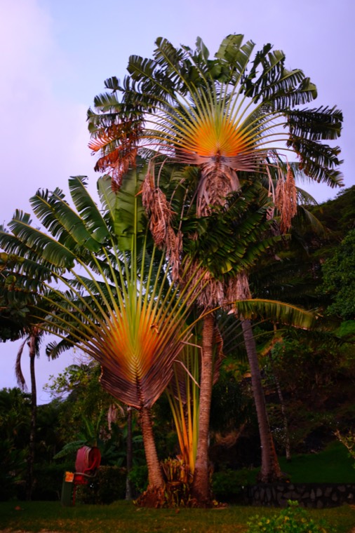 Tahiti, Mo'orea, Huahine 2019