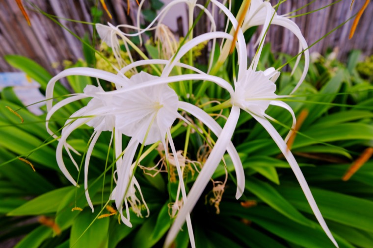 Wanderings in SE Asia