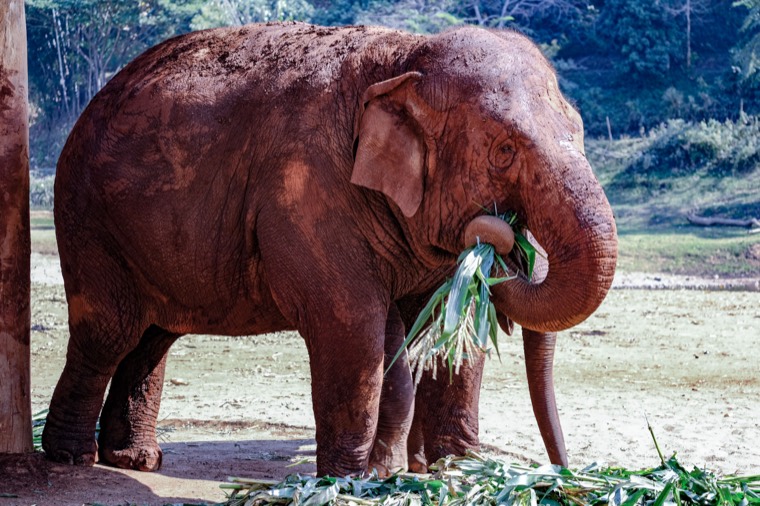 Wanderings in SE Asia