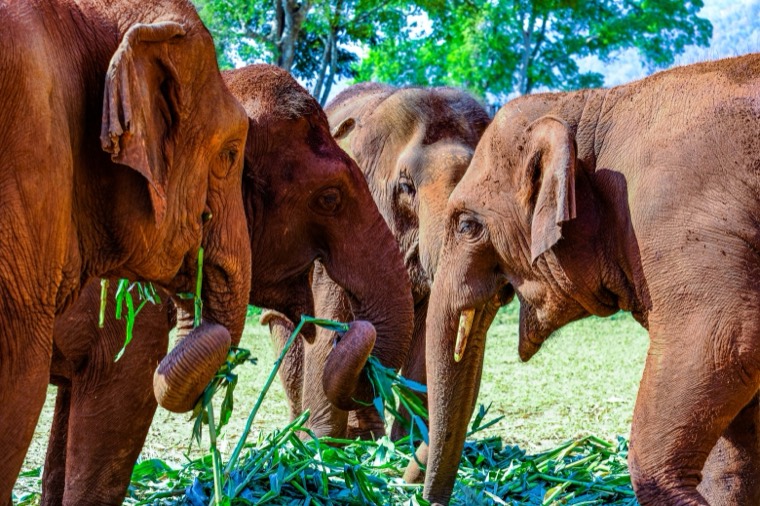Wanderings in SE Asia