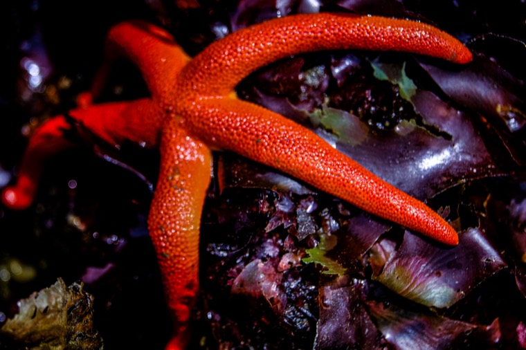 West Seattle low tide