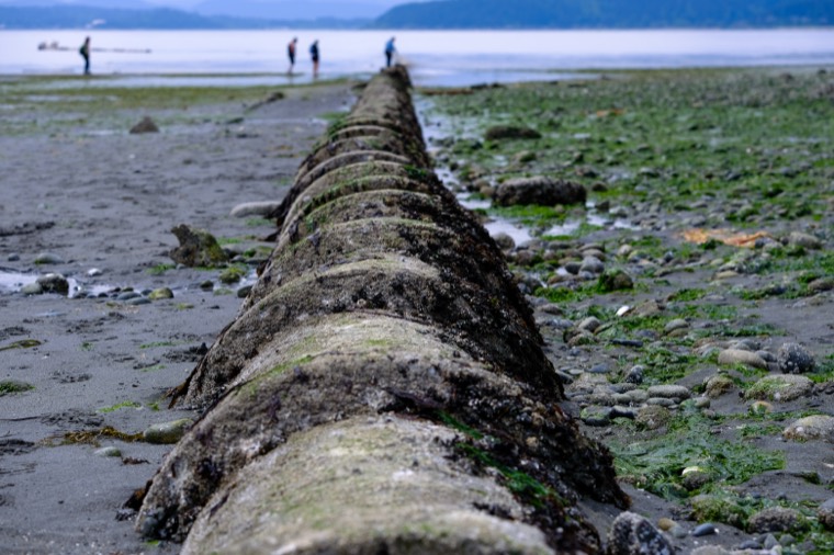 West Seattle low tide