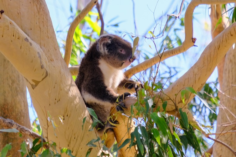 Western Australia