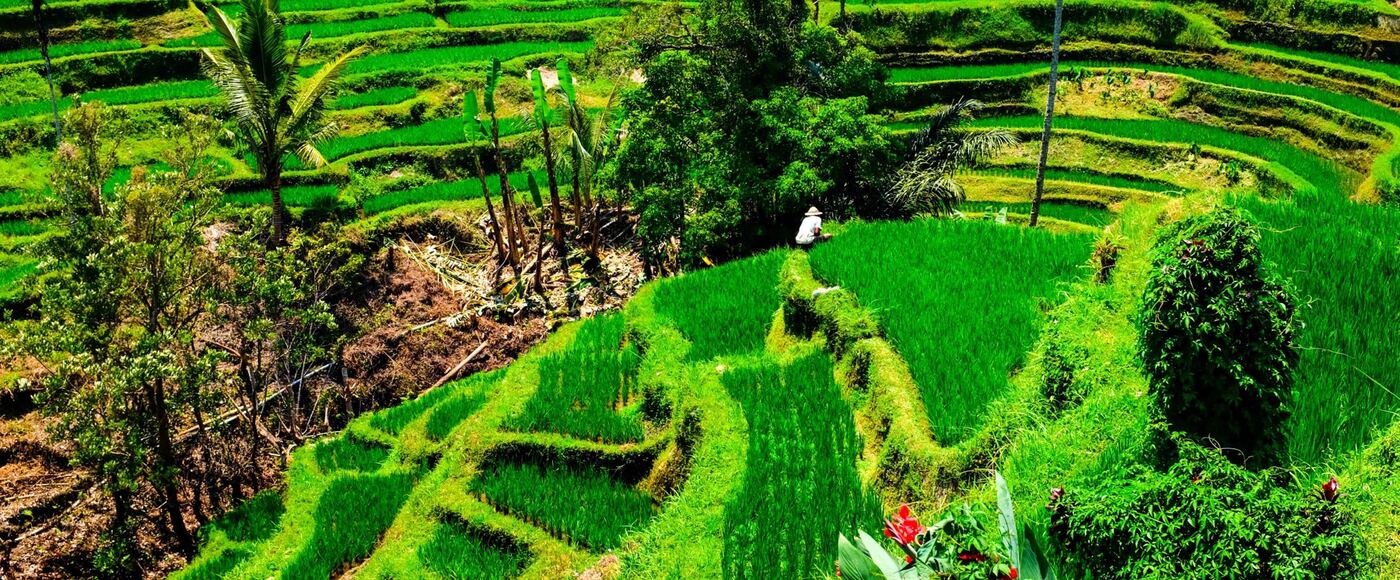 Bright green rice terraces stepping down a hillside near Ubud, Bali
