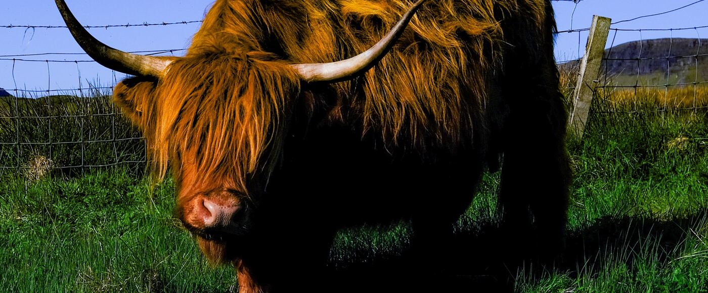 A highland cow with long horns standing behind a wire fence on the Isle of Skye, Scotland