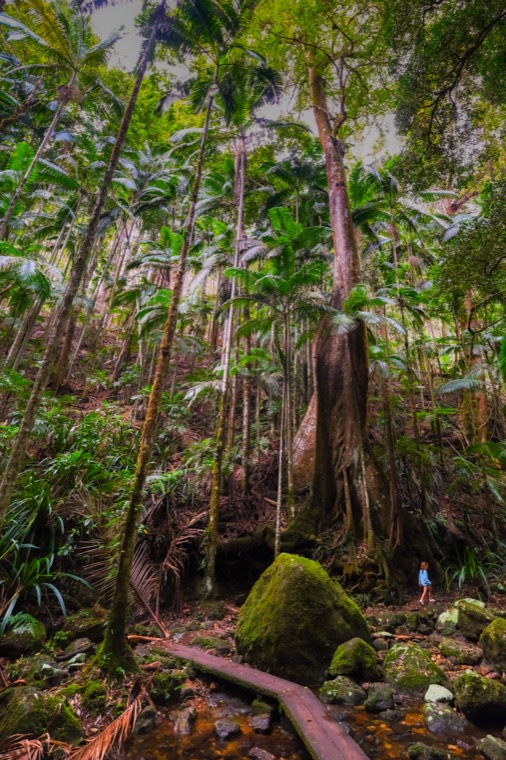 Towering subtropical rainforest, Australia